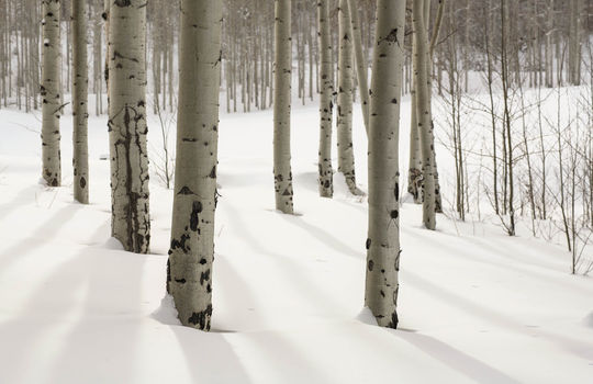 VAIL MLS ORDERED 144