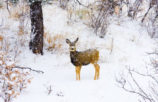 Snowstorm Deer