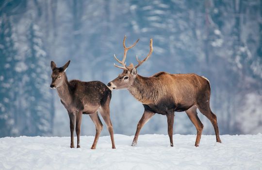 Deer in beautiful winter landscape