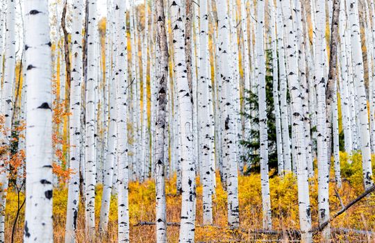 Foliage in autumn fall on Castle Creek scenic road with colorful yellow leaves on american aspen trees trunks forest in foreground in Colorado rocky mountains