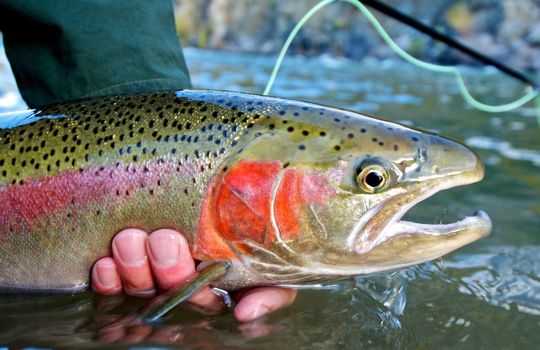Steelhead trout caught while fly fishing