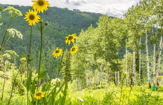 BeaverCreek_Wilderflowers_140A1071