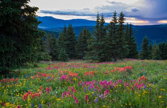 Wildflowers in the Gore Range