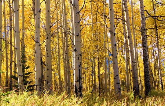 aspens