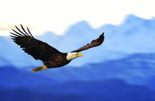 shutterstock_48369331