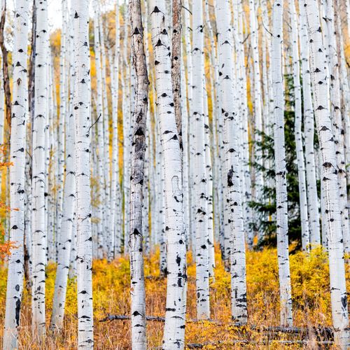 Vail Valley October News & November Preview