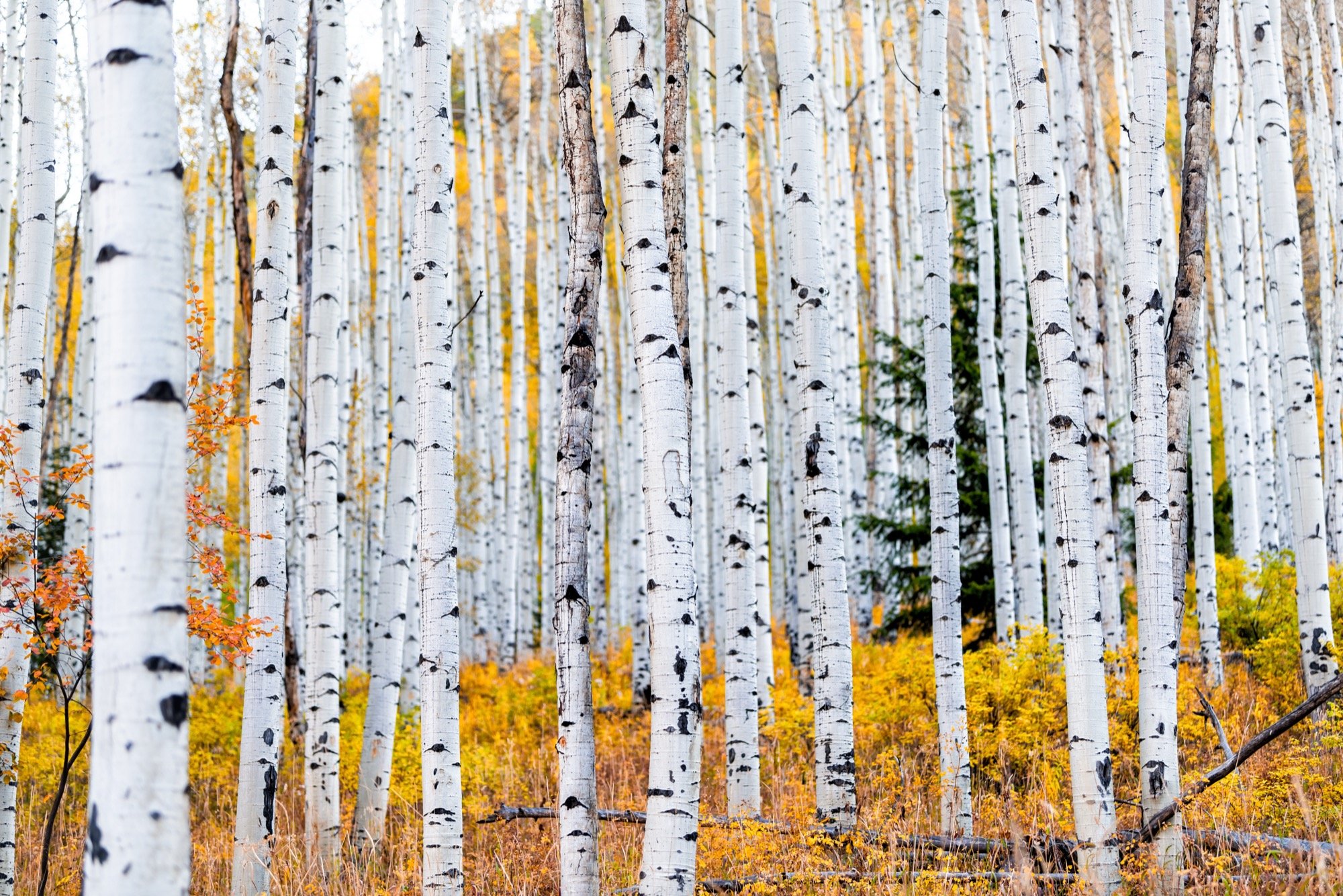 Oct Newsletter