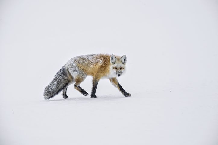 Red Fox in Winter Alpine Mountain Environment