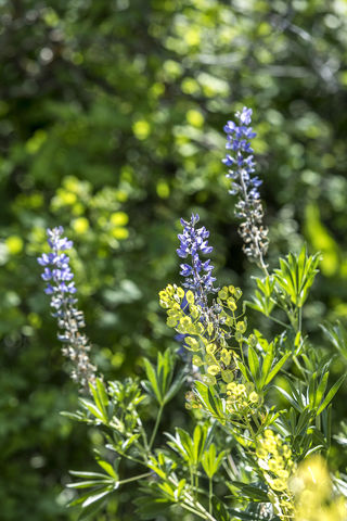 09 166 Peregrine Drive Wildflowers
