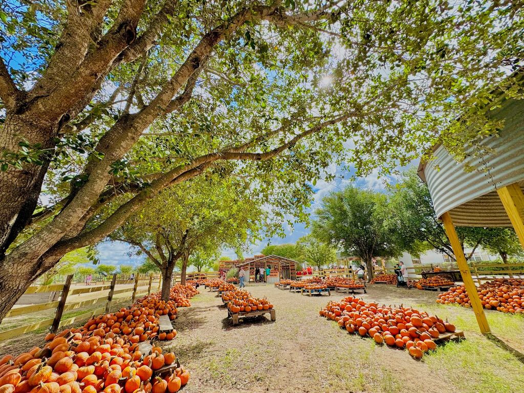 Pumpkins in a field surrounded by trees at Devine Acres Farm.