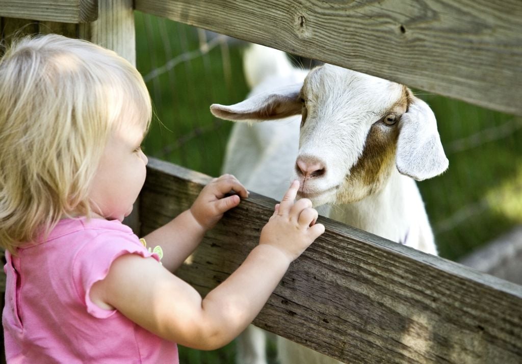 A female toddler petting the nose of a white and brown goat. They are separated by a wooden fence.