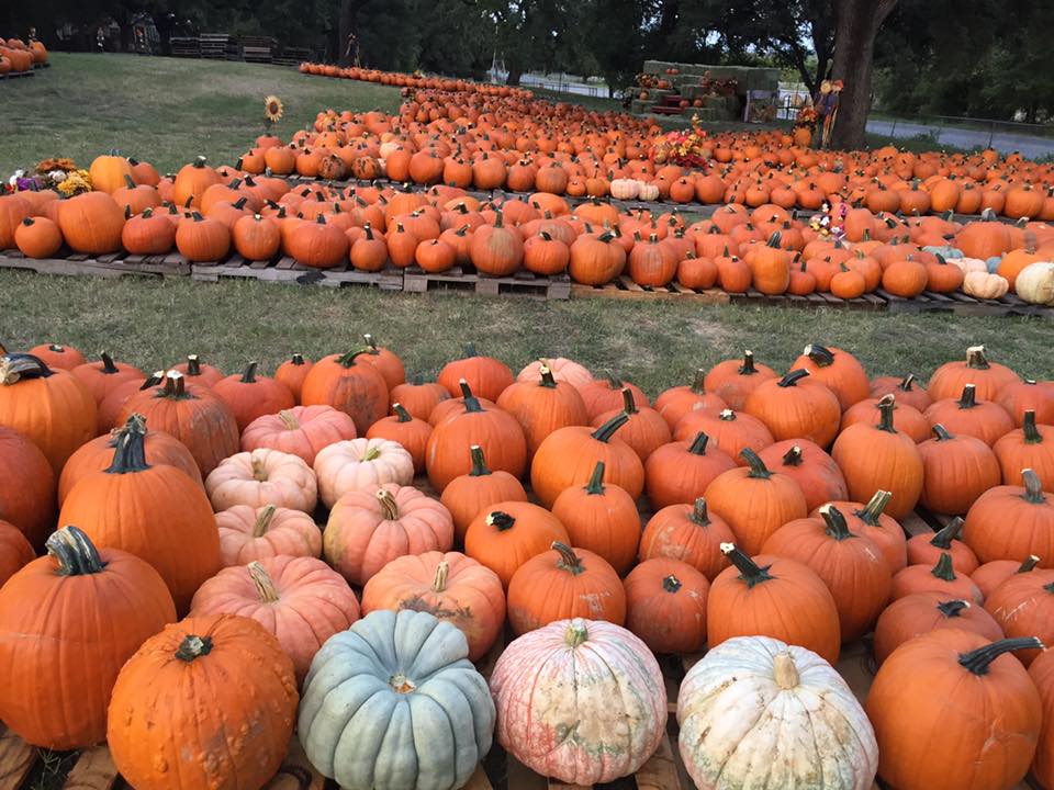 Field of pumpkins at Bracken United Methodist Church