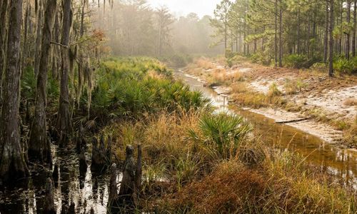 Buying Land Near Groveland? What the Green Swamp Changes