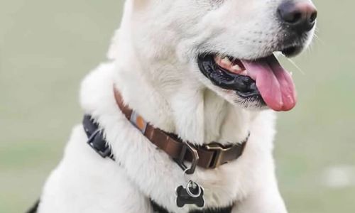 Dog-Friendly Activities in Hilton Head Island