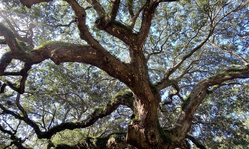 Lowcountry Living: Must-Try Activities for Sunny Days