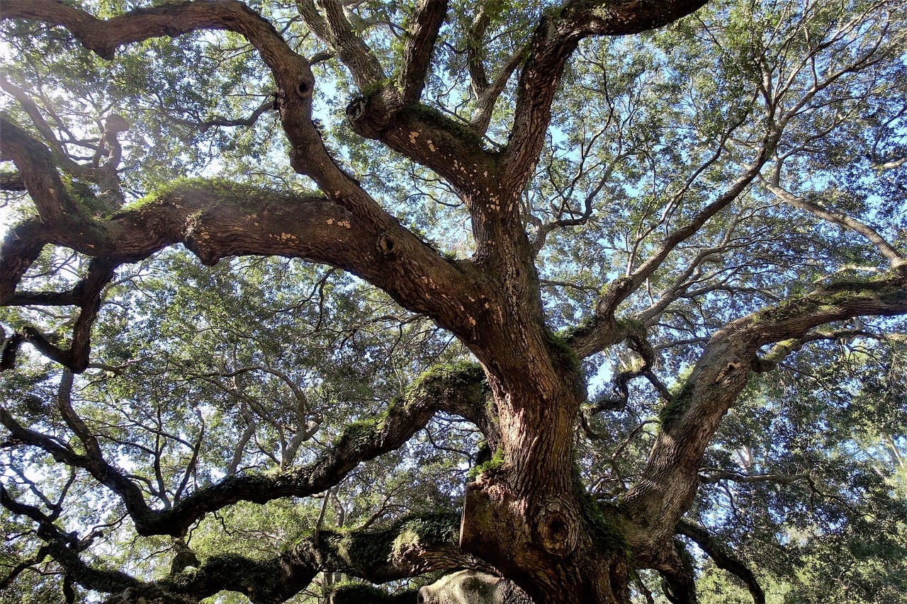 live-oak-3906154_1280