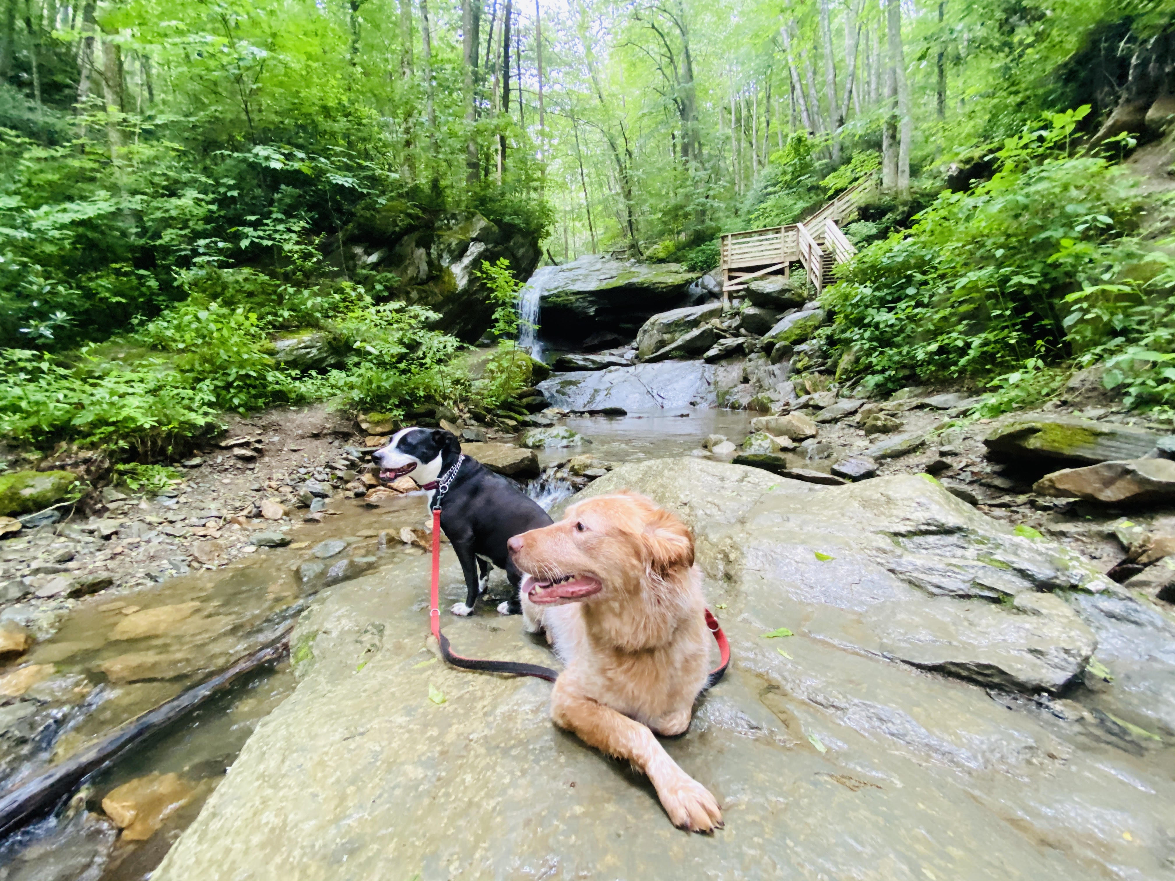 Dogs sitting on a rock at a waterfall on Otter Trail in Seven Devils, NC.