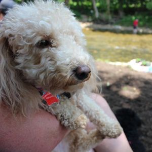 White poodle by the river at Valle Crucis State Park