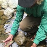 Fly fishing guide with High Country Guide Service in Boone, North Carolina, holding a baby trout at a local creek.