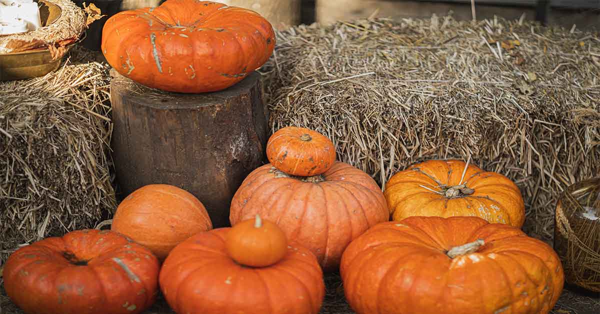 Pumpkins at a fall festival in the High Country of North Carolina