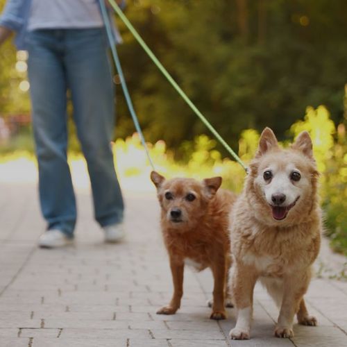 Dog-Friendly Spots Around Charlotte: Parks, Patios & Neighborhood Favorites for Pet Owners