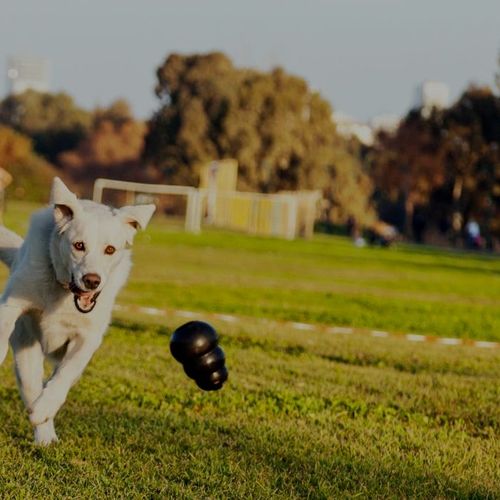 Pet-Friendly Charlotte Continues Expanding: Why Buyers Are Prioritizing Outdoor Lifestyle Communities in 2026