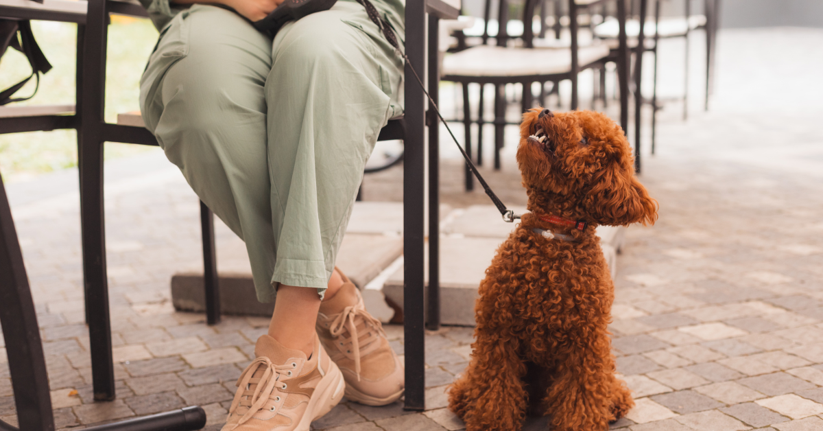 Happy dog sitting next to its owner at a dog-friendly restaurant.