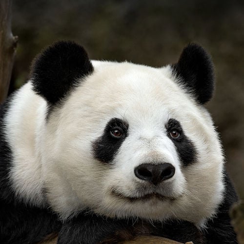 The Pandas Are Back! Here Is Everything You Need To Know and How To See Them