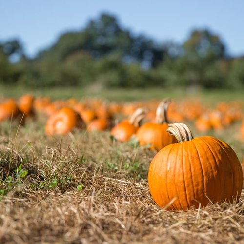 Autumn in San Diego: Your Ultimate Pumpkin Patch Adventure Guide