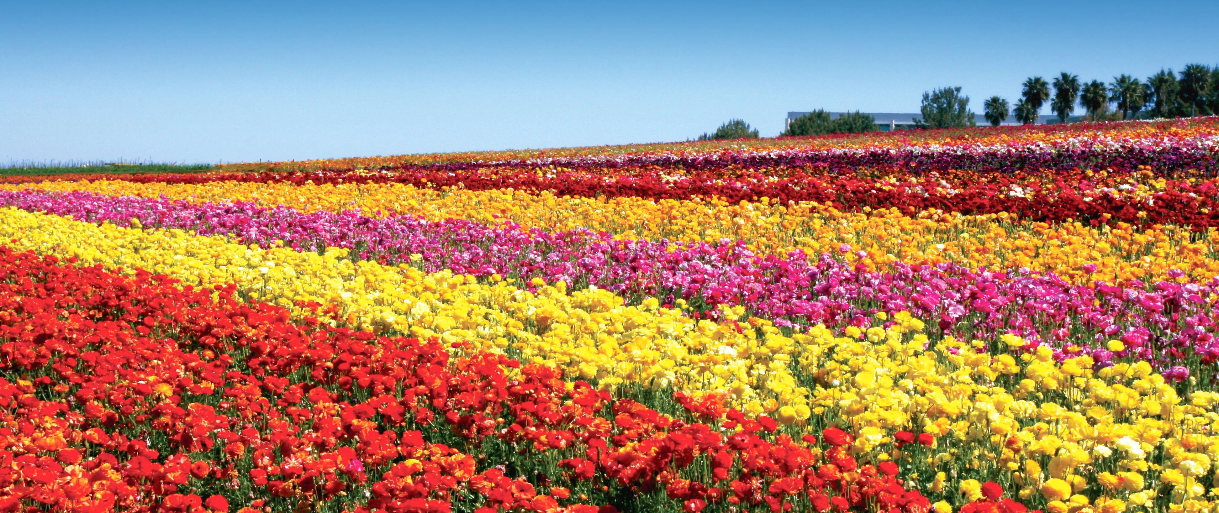 TheFlowerFields_by_MarcieGonzalez_14_Cropped