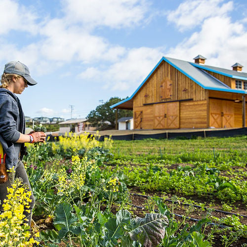 Exploring Coastal Roots Farm