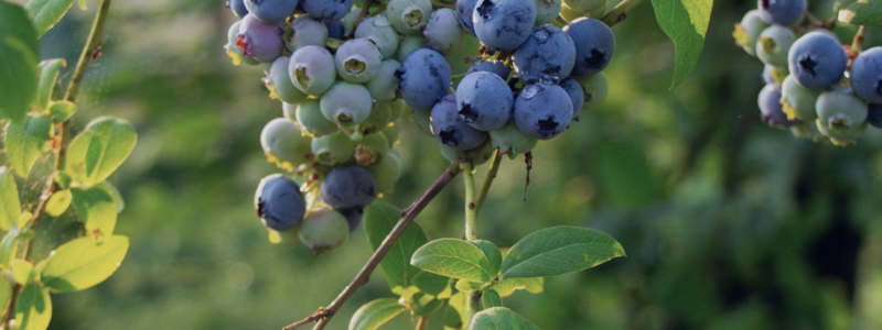 Growing a Legacy: How Bonsall Berry Farm and …