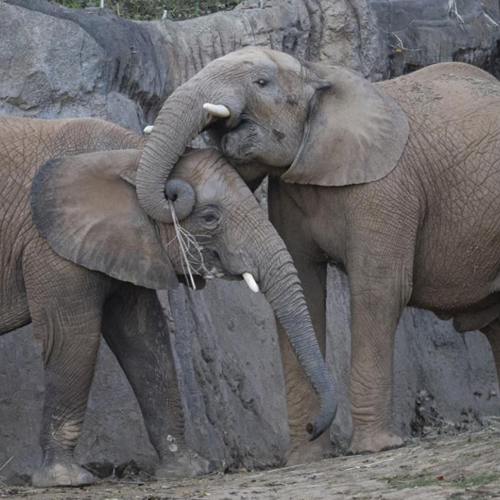 Elephant Valley Coming to the San Diego Zoo Safari Park in 2026