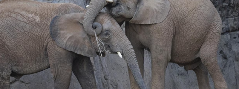 Elephant Valley Coming to the San Diego …