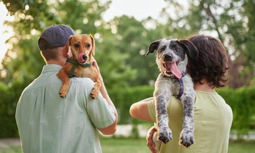 Pet Owners: Features That Quietly Add Value To &hellip;