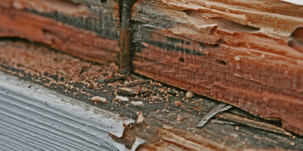 Pest & Termite Damage