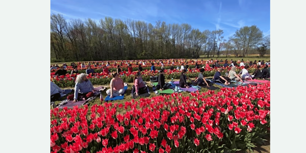 Yoga In Tulips