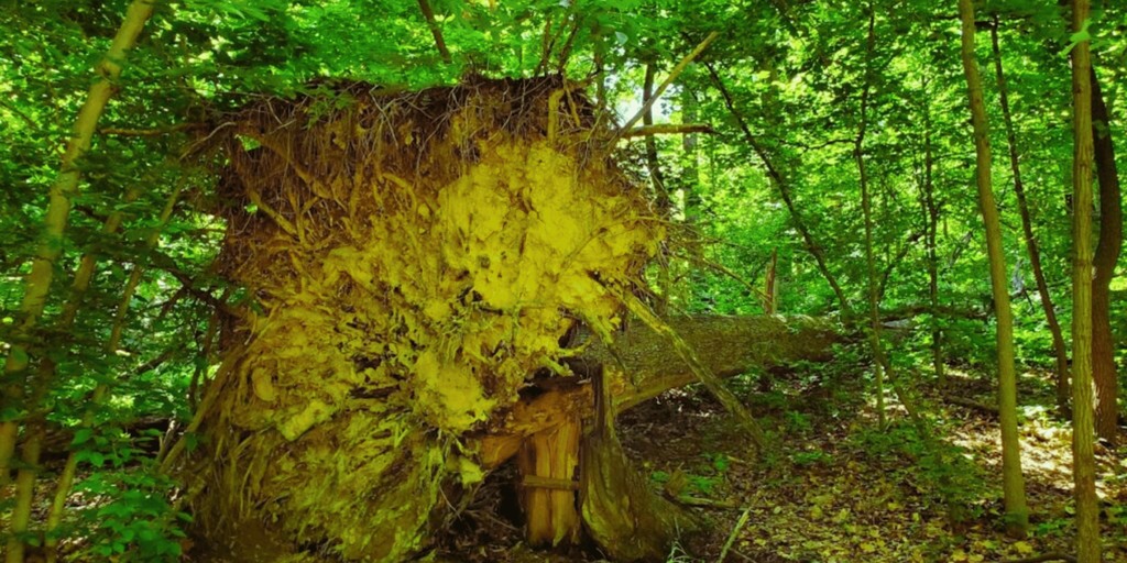 Saddlerâs Woods_ Ancient Forest in Your Backyard
