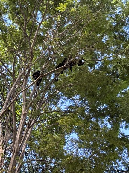 DJI_20241210_112150_985 AM