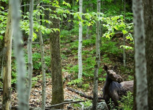 Anthony D Stock Images-5_1024x683