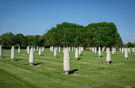 Field of Corn (with Osage Orange Trees) 2