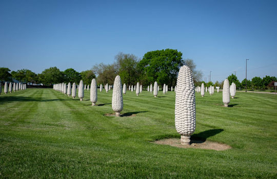 Field of Corn (with Osage Orange Trees)