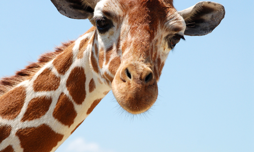 Things to Do in Naples and Southwest Florida &hellip;