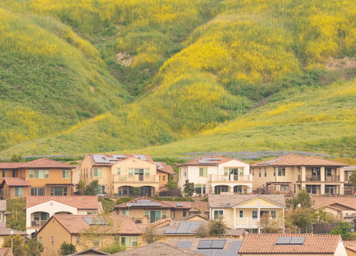 Rancho Mission Viejo Wildflowers