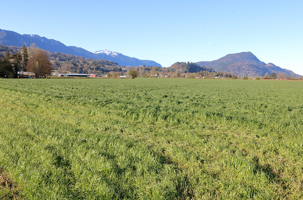 Greendale Dan Klop Chilliwack Real Estate For Sale