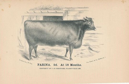 Clarksville MO Cattle