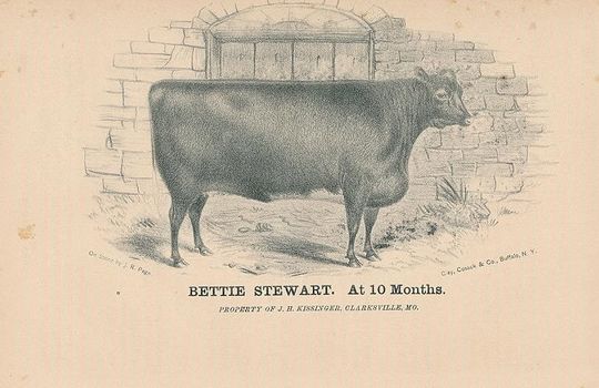 Clarksville MO Cattle Herd