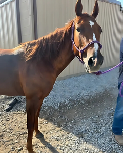 Laurie and her horse (2)