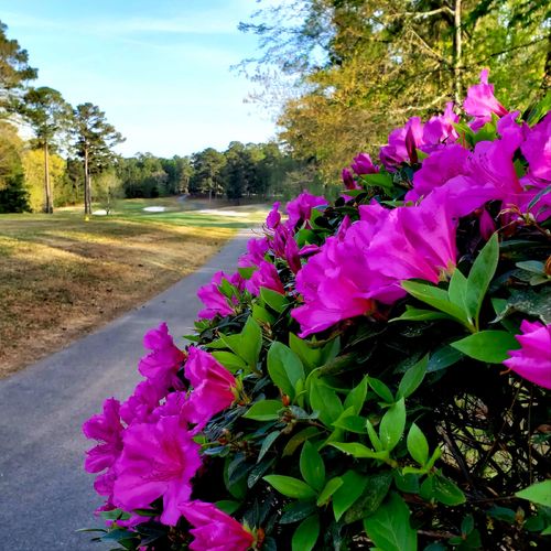 Spring in Savannah Lakes Village