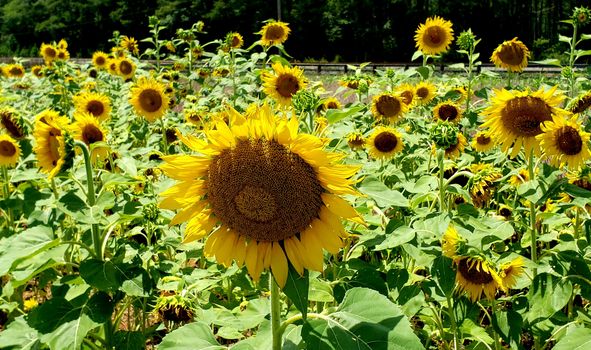 sunflower-field